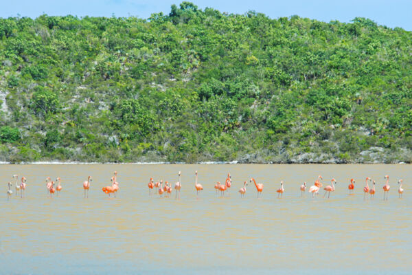 Caribbean flamingos on Middle Caicos