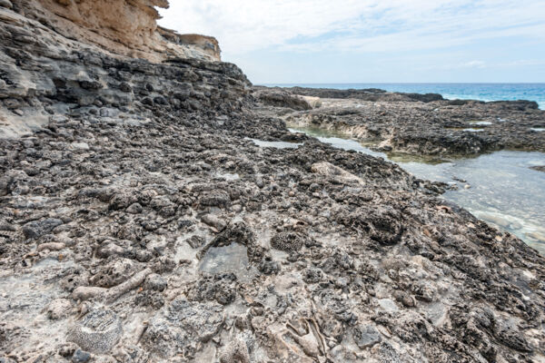 Fossilized coral and shells in the marine limestone cliffs and bedding of West Caicos