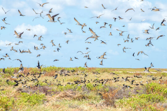 Sooty terns and brown noddies at French Cay