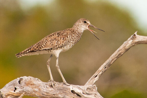 Dowitcher perched on a tree in the Frenchman's Creek Nature Reserve in the Turks and Caicos