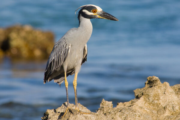 Yellow-crowned night heron on the coast of the Northwest Point Marine National Park