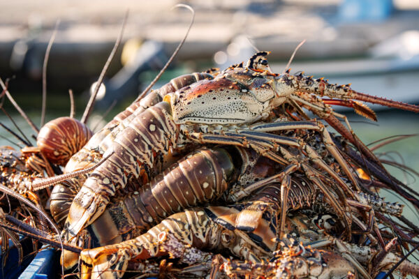 Caribbean spiny lobsters from South Caicos. 