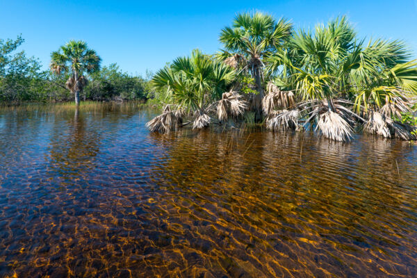 Sabal palms and saw grass in a fresh water pond in the Frenchman's Creek Nature Reserve