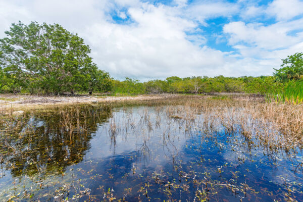 A fresh water pond near a Lucayan village site on Middle Caicos