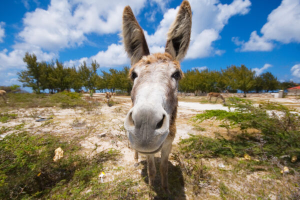 Friendly donkey in the Turks and Caicos