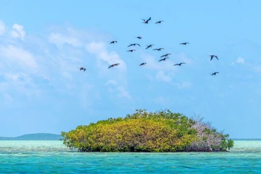 red mangrove stand in the Turks and Caicos with frigatebirds