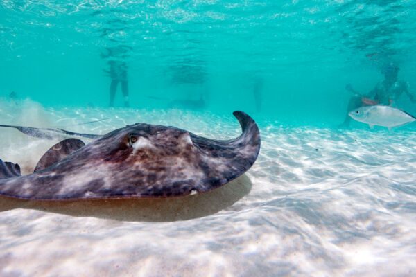 Southern brown stingray in crystal-clear turquoise water.