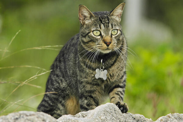 A pet cat in the Turks and Caicos