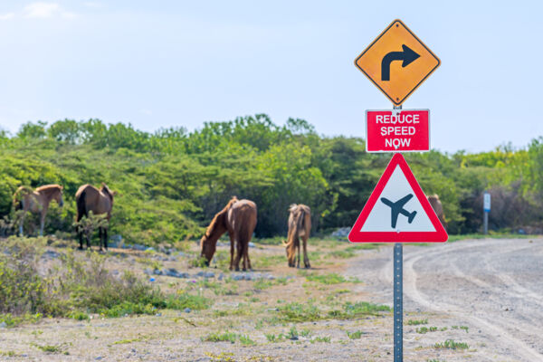 Road on Grand Turk with feral ponies and driving hazard warning signs