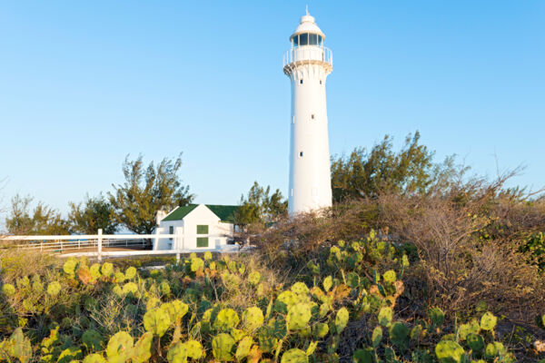 Prickly pear cactus and the Grand Turk Lighthouse