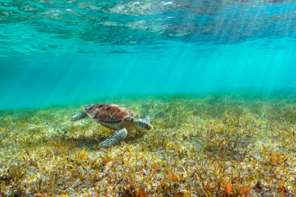 A juvenile green turtle in a sea grass bed at Smith's Reef, Turks and Caicos.