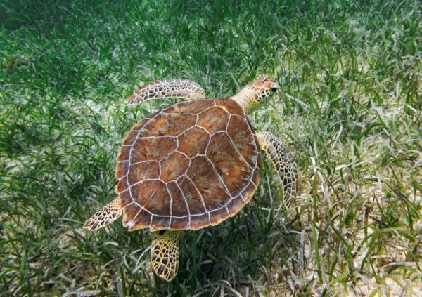 Green turtle swimming along a seagrass bed. 