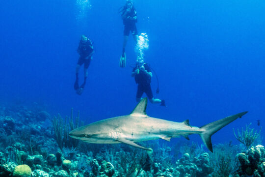 Grey reef shark and three scuba divers at the Grace Bay barrier reef