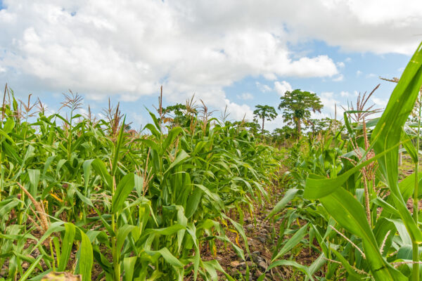 Field of "guinea corn" maize on North Caicos