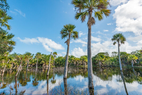 Sabal palm oasis in the wilds of Haulover Fields on Middle Caicos