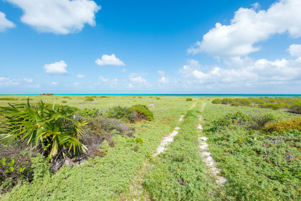 Beach track through the coastal vegetation at Haulover Point