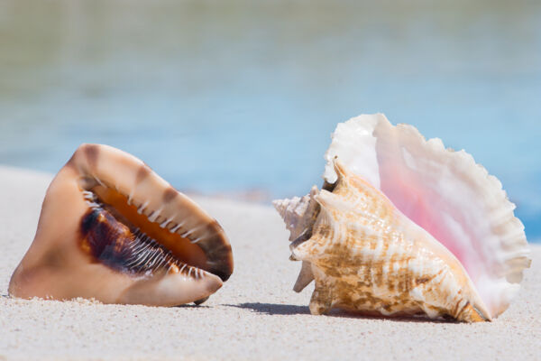 Queen helmet and queen conch on the beach in the Turks and Caicos