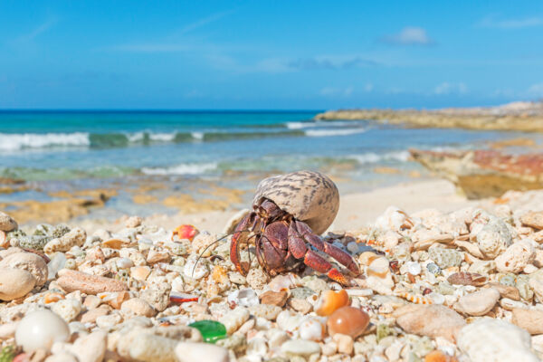 Hermit crab in a West Indian top shell at Northwest Point on Providenciales