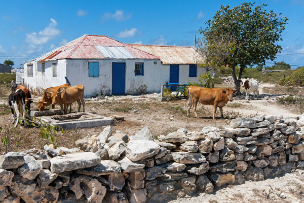 Cows at a homestead in South District on Salt Cay