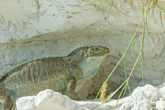 Turks and Caicos Rock Iguana in front of a dune burrow on Little Water Cay