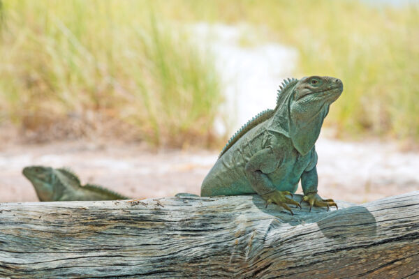 Turks and Caicos Rock Iguana on a log at Half Moon Bay