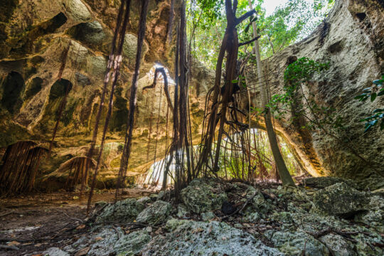 Ficus tree roots and skylights in Indian Cave on Middle Caicos