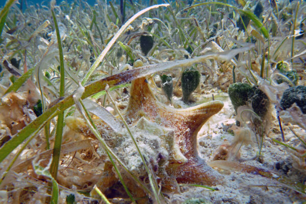 Juvenile queen conch in the sea grass beds off Providenciales