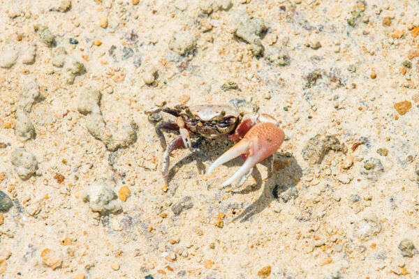 Juvenile giant blue land crab in the Frenchman's Creek Nature Reserve on Providenciales