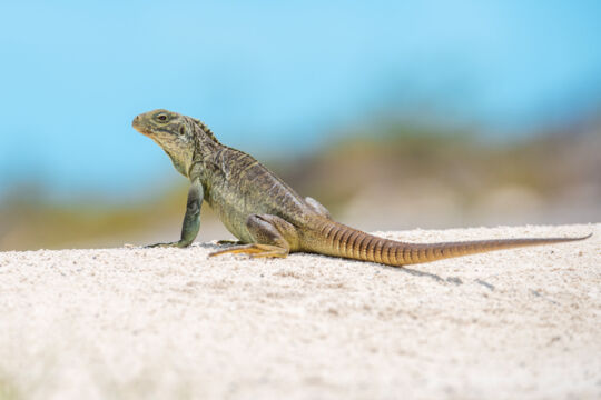 Juvenile iguana