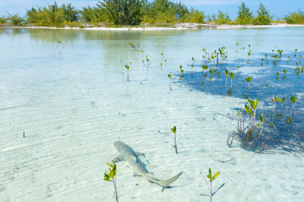 Juvenile lemon shark in the tidal shallows of Half Moon Bay