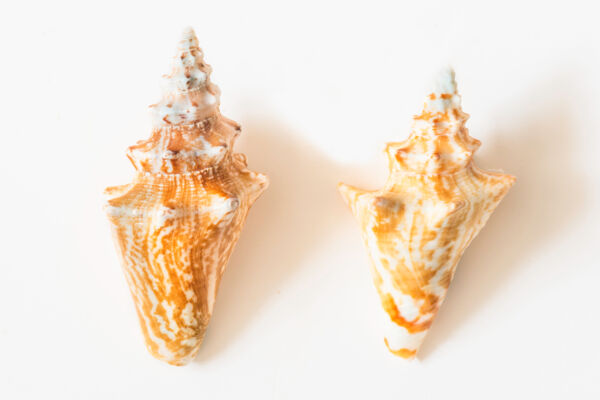 Two juvenile queen conch shells from the Caicos Islands