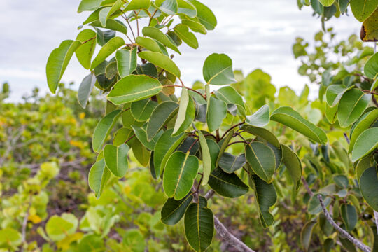 Leaves from the Coral Sumac tree (Metopium Toxiferum)