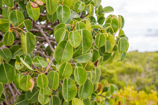 Leaves from the manchineel tree (Hippomane mancinella)