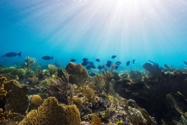 Yellow sea fans and blue tangs on the barrier reef off of Leeward on Providenciales