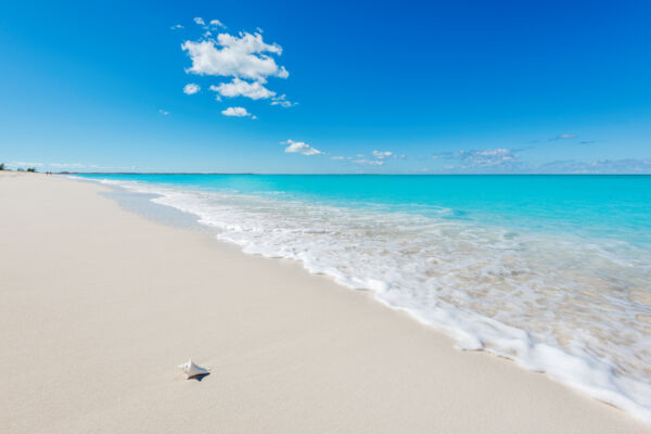 Conch shell on the beautiful Leeward Beach in the Turks and Caicos