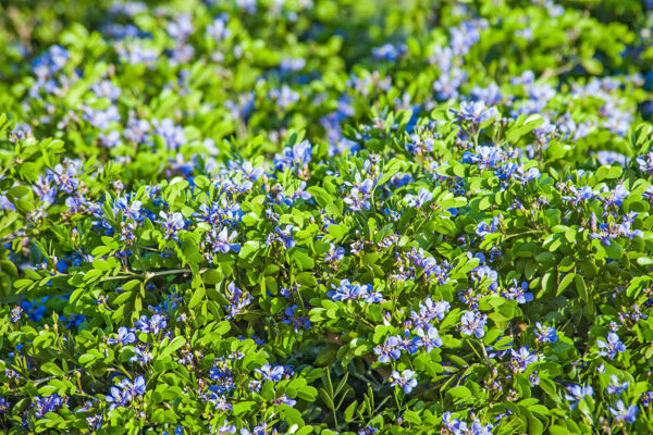 Purple flowers of the lignum vitae tree (Guaiacum sanctum)