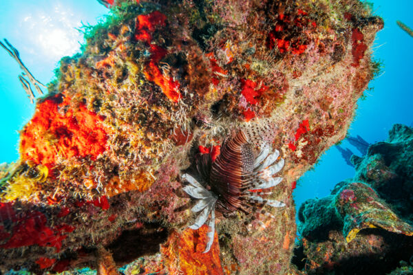 Lionfish under a ledge on the barrier reef