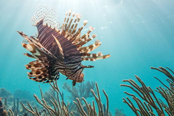 Lionfish (pterois volitans) at a reef in the Bight off of Providenciales