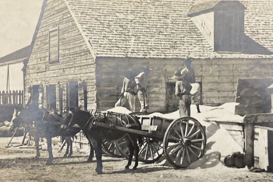 Old photo of sea salt being loaded onto a donkey cart in the Turks and Caicos