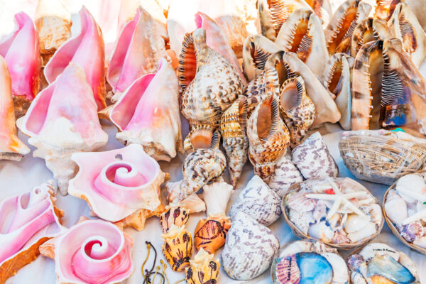 Shells for sale in Grace Bay