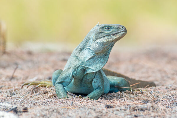 The critically-endangered Turks and Caicos Rock Iguana (Cyclura carinata)