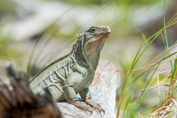 A Turks and Caicos Rock Iguana (Cyclura carinata) sitting on a log in the dunes at Half Moon Bay