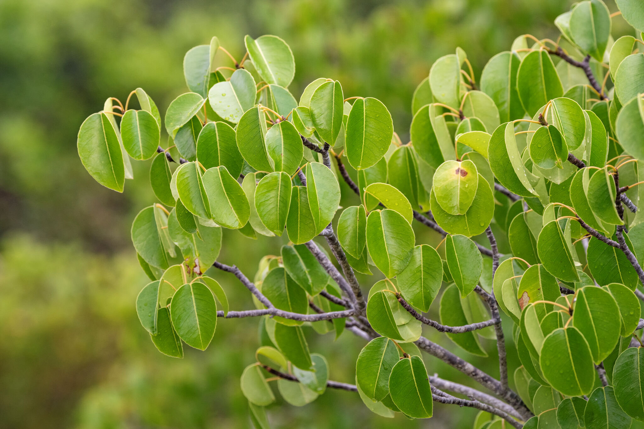 Manchineel | Visit Turks and Caicos Islands