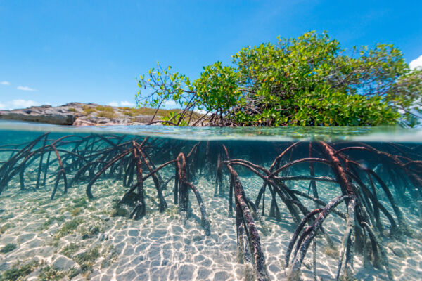 Over-under photo of a red mangrove (Rhizophora mangle) on an uninhabited cay in the Turks and Caicos