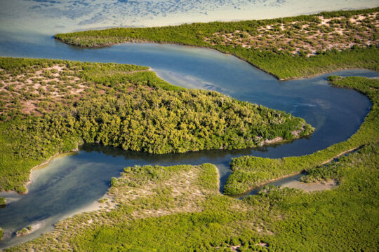 Aerial view of mangrove stand