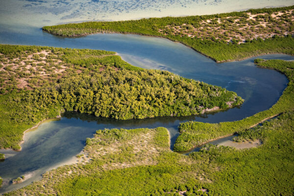 Aerial view of mangrove stand