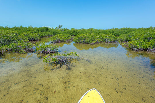 Mangroves in clear water