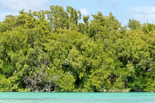 Red mangroves and black mangroves with Roseate spoonbills