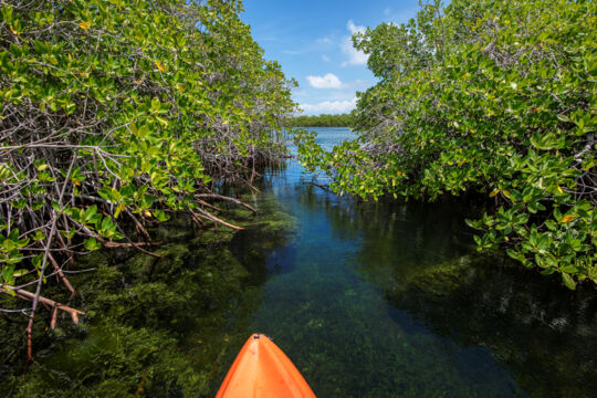 Mangrove channel at the Northwest Point Pond Nature Reserve
