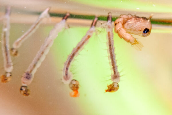 Mosquito larvae in the Turks and Caicos